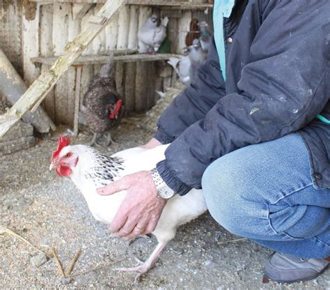 Des mesures de protection ont été activées sur l'ensemble du territoire métropolitain afin de limiter la propagation de ce virus, sans danger pour l'homme mais potentiellement dévastateur pour l'économie. Risque de grippe aviaire en Vendée : propriétaires ...