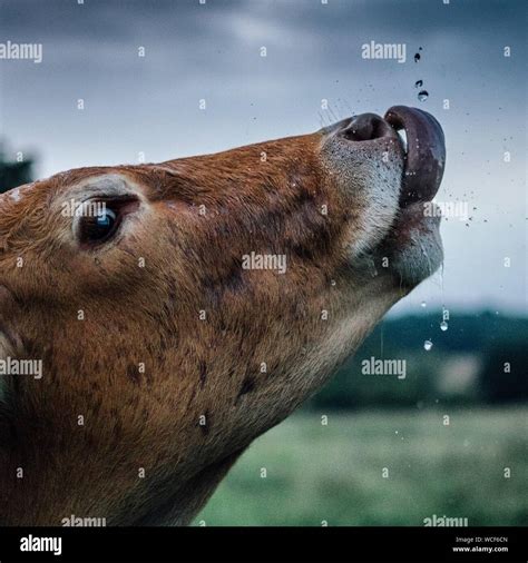 Close Up Of Cow Sticking Out Tongue On Field Against Sky Stock Photo