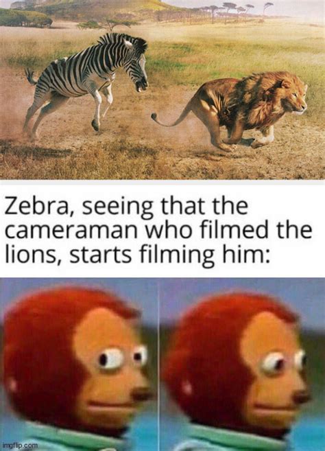 Image Tagged In Zebra Chasing A Lionmonkey Looking Away Imgflip