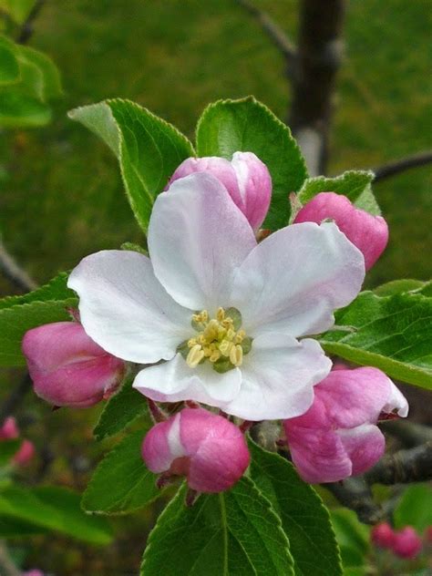 Apple Blossom ~ Photos Hub