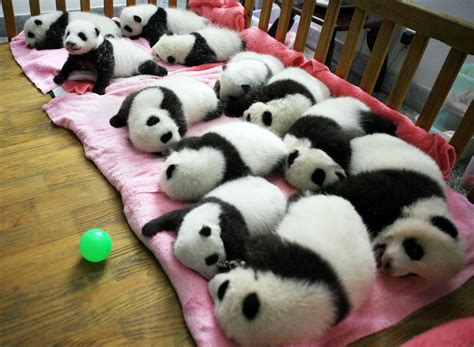 Le foto di teneri panda che vivono in un "asilo nido"