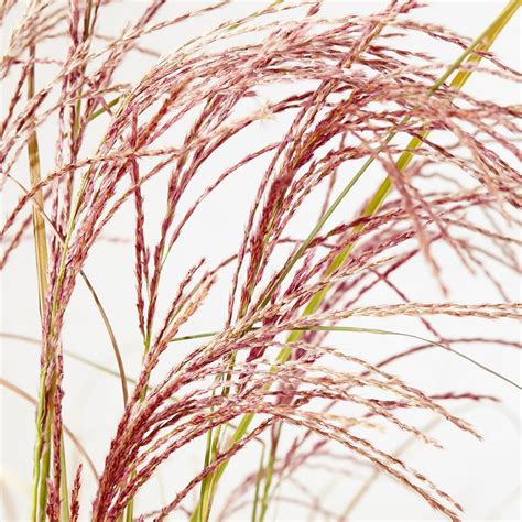 Buy Chinese silver grass Miscanthus sinensis 'Red Cloud ('Emphis01') (PBR)'