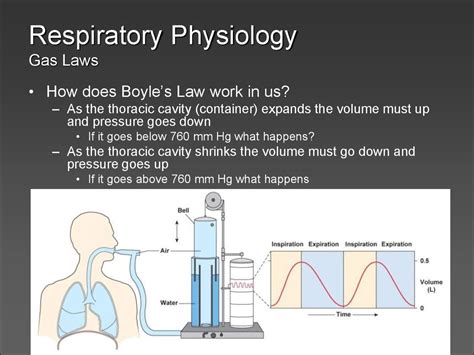 Respiratory physiology - презентация онлайн