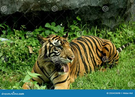 Sumatran Tiger Lying Down On The Grass Stock Photo Image Of Hunter