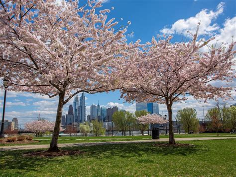 Where To See Cherry Blossoms In Philly Visit Philadelphia