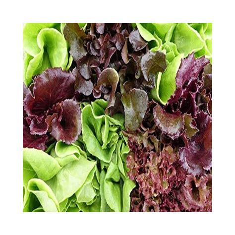 Lettuce Spring Mix Buy Garden Seeds Online Zappa Seeds