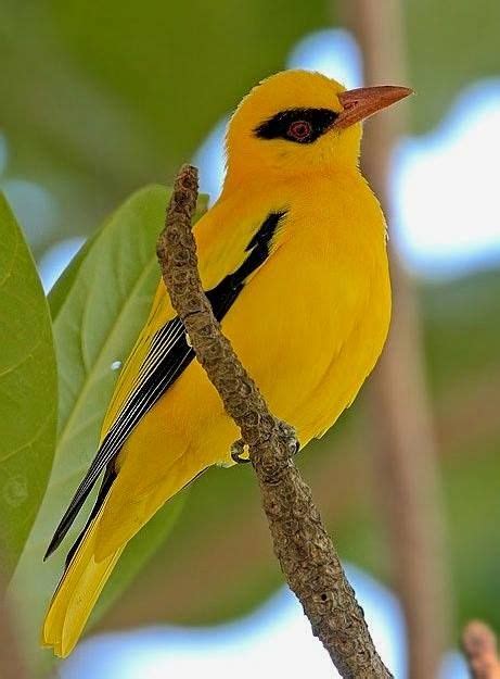 6276 Best Birds Images On Pinterest Beautiful Birds Animals And