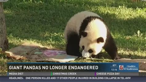 Giant Pandas No Longer On Endangered Species List