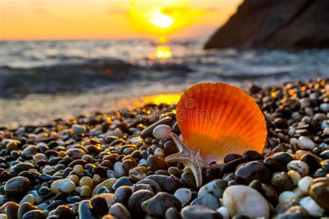 Sea Shells At Sunset Stock Photo Image Of Coast Natural 153930126