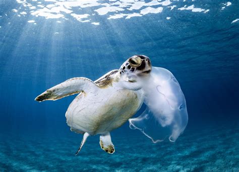 Green Sea Turtle Moon Jellyfish Boca Raton Florida Oceanographic Oceanographic