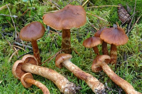 Poisonous Mushrooms In Norway Helsenorgeno