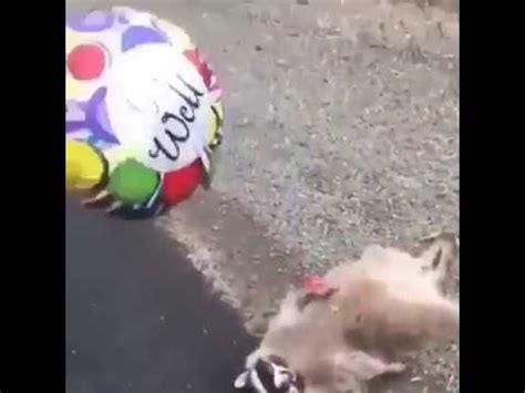 We did not find results for: Dead raccoon with get well balloon - ONETTECHNOLOGIESINDIA.COM
