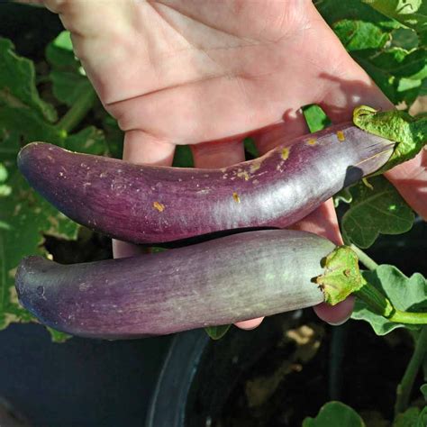 Long Purple Italian Eggplant Seeds Terroir Seeds