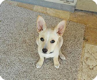 Chandler, AZ - Cattle Dog Mix. Meet Tucker, a puppy for ...