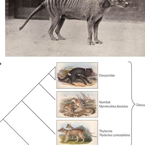 pdf thylacine tales