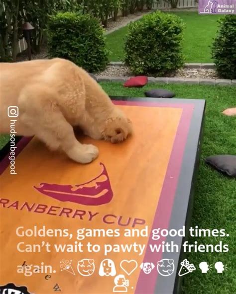 Goldens Games And Good Times Cant Wait To Pawty With Friends Again