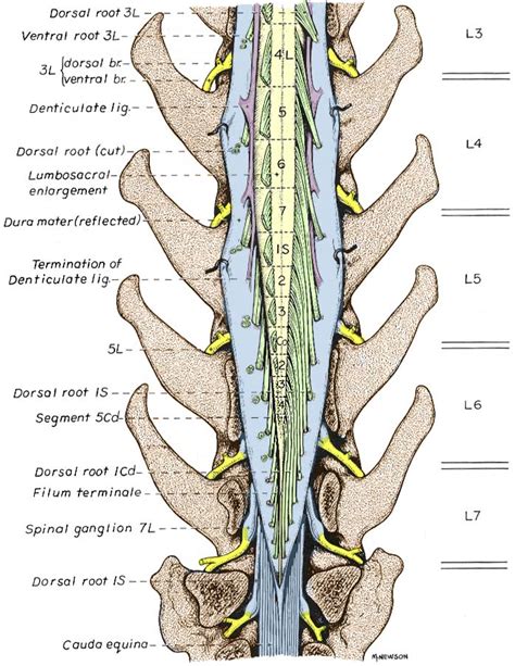 Canine Spinal Cord