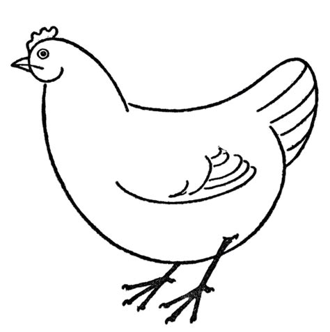 Draw A Chicken Easy 6 Simple Steps The Graphics Fairy