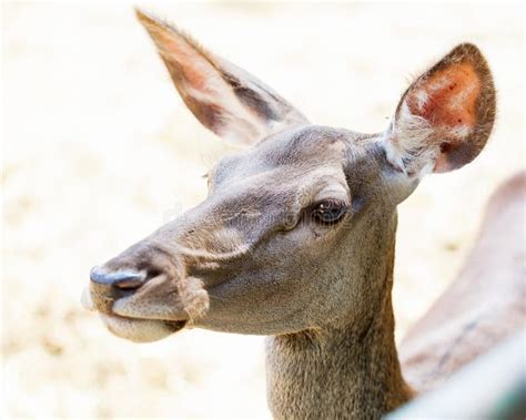 Female Deer Portrait Stock Photo Image Of Captivity 97237914