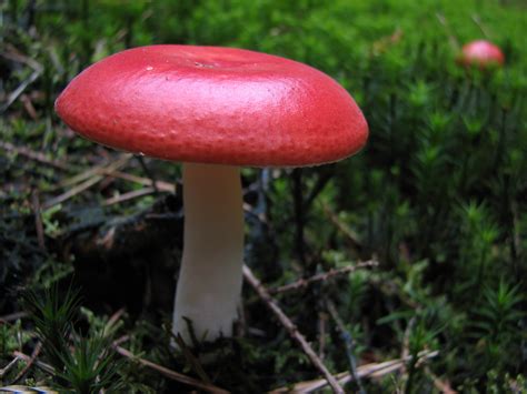 File:Mushroom-IMG 3304.JPG - Wikipedia gambar png