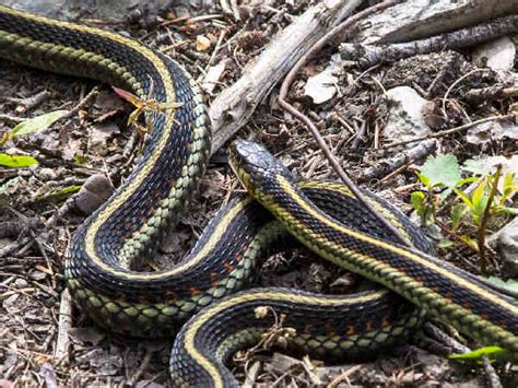 Common Garden Snakes In Ohio Fasci Garden