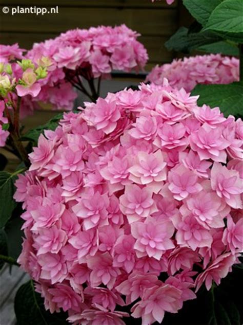 We did not find results for: Hydrangea macrophylla 'EXPRESSION'® - Havlis.cz