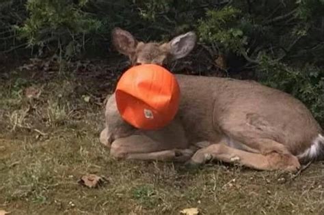 Look Deer Rescued After Getting Orange Plastic Pumpkin Stuck On Head