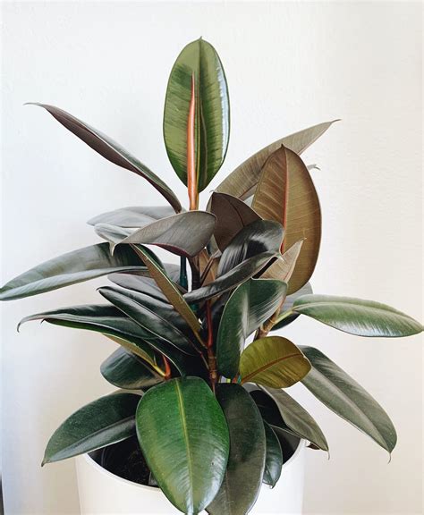 Burgundy Rubber Tree Lively Root
