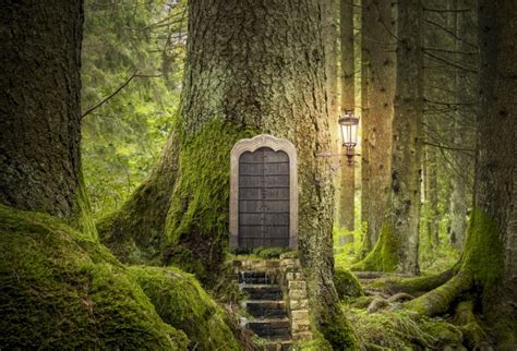 Laeacco Jungle Forest Old Tree House Door Lamp Photography Backgrounds