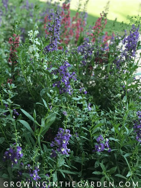 I even included a few hummingbird flowers that only grow in western north america. 10 Flowers that Love Hot Summers - and How to Grow Them ...