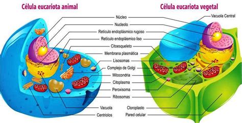 Estructura Y Funcion De La Celula Eucariota Vegetal 2020 Idea E