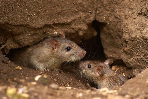 Now that the colder weather is approaching, certain small animals and rodents may want to inhabit your if you can't tell the difference between a baby rat or mouse, there are some ways to distinguish these rodents. How to Tell the Difference Between Rats and Mice