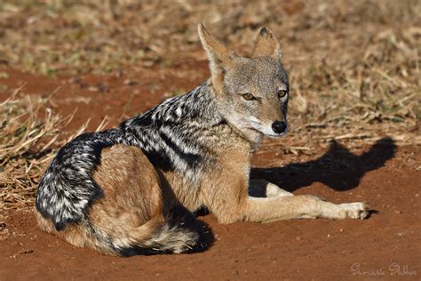 Black Backed Jackal The Black Backed Jackal Is A Very Anci Flickr