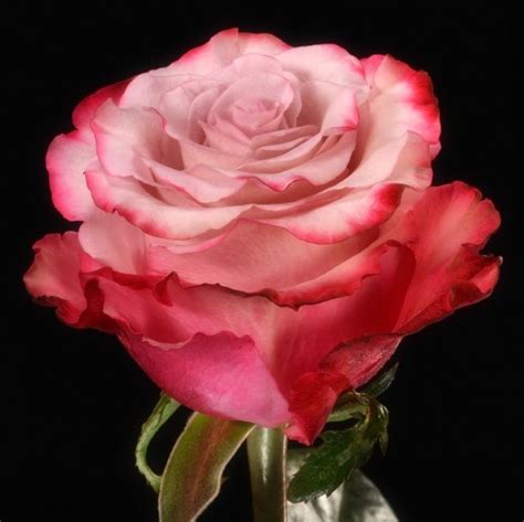 Sweet Unique Roses