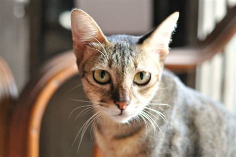 Check spelling or type a new query. Angst vor Katzen: So können Sie die Ailurophobie überwinden