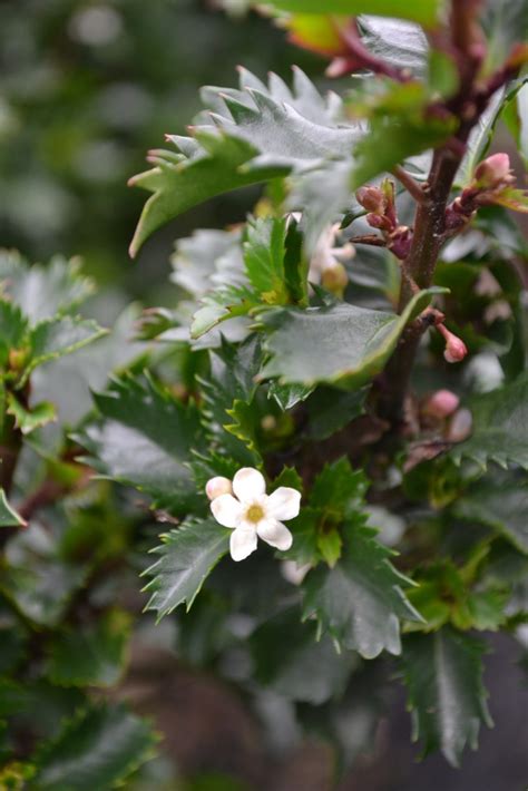 Hedges can be trimmed into a formal shape, like a boxwood hedge, or left to grow to their natural size, like a lilac hedge. Shrubs - Combs Landscape