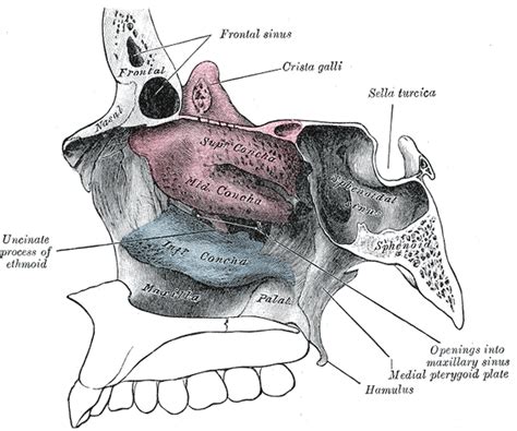 Find out information about ethmoid bone. Ethmoid Bone