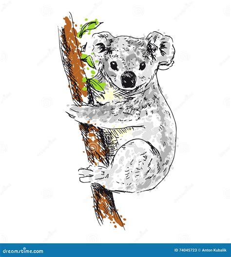 Koala Colorata Del Disegno Della Mano Illustrazione Vettoriale