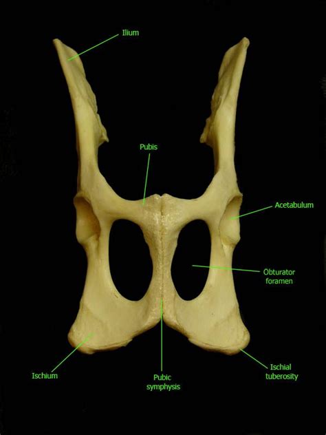 Veterinary, anatomy, dog, muscles, thoracic limb, (1 of 3). feline os coxae | Os coxae, Vet tech, Feline