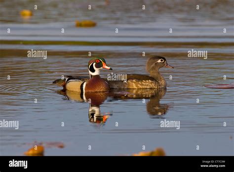 Wood Duck Pair Stock Photo Alamy