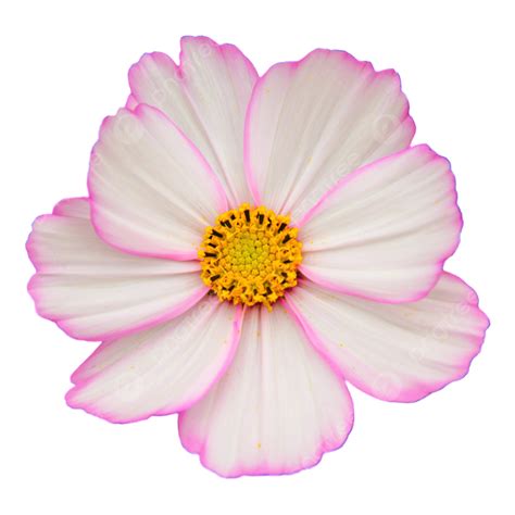 A Small Pink White Flower Pink Fresh Flowers Beautiful Png