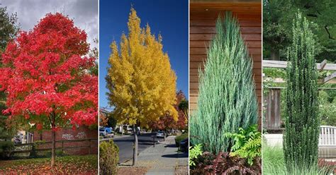 28 Best Tall Skinny Trees Columnar Tree Names