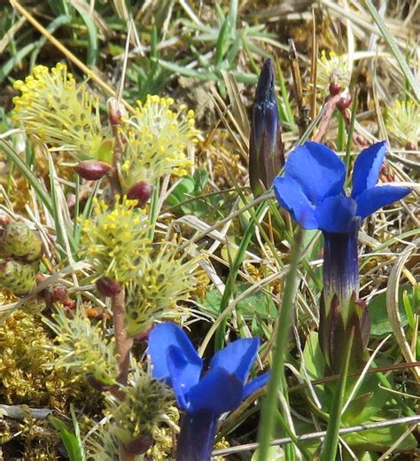 Upper Teesdale With Spring Gentian Cumbria Naturally