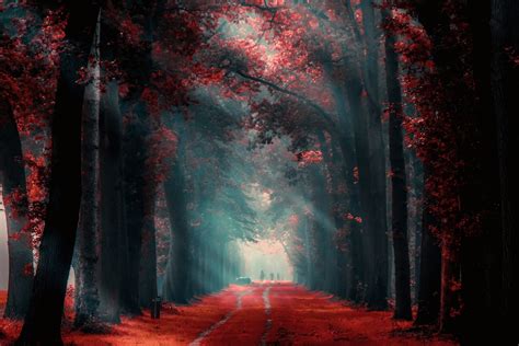 Nature Landscape Fall Path Mist Red Leaves Trees Sunlight