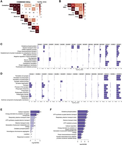 tissue and cell type specific molecular and functional signatures of 16p11 2 reciprocal genomic