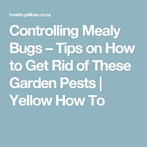Controlling Mealy Bugs Tips On How To Get Rid Of These