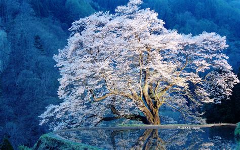 ＜2月の絶景壁紙＞凛と咲く一本桜の絶景をあなたの待ち受けに｜zekkei Japan