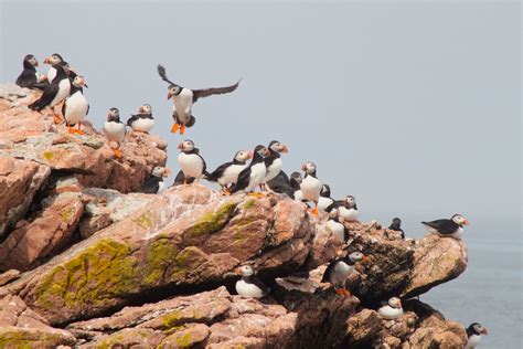 Robertfontainedesign Best Way To See Puffins In Maine