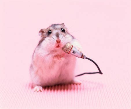 Hamster-Holding-Mikrofon - #Hamster #Holding #Mikrofon - # ...