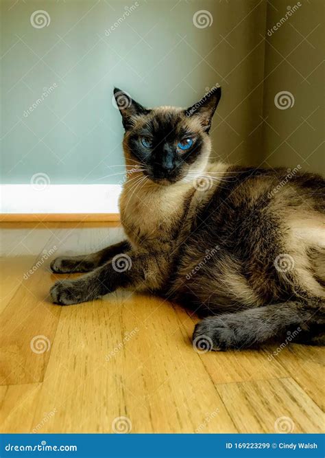 Siamese Cat Stock Image Image Of Paws Straight Flooring 169223299